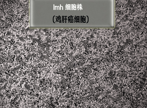 lmh細(xì)胞
