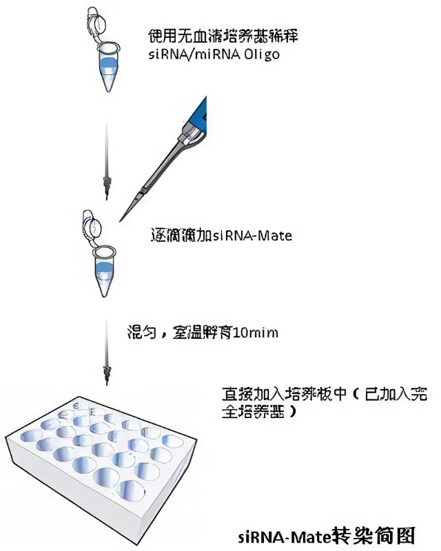 siRNA轉染