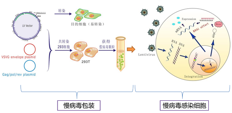 細(xì)胞轉(zhuǎn)染效率