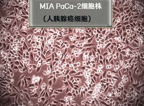 MIA-PaCa-2細(xì)胞?