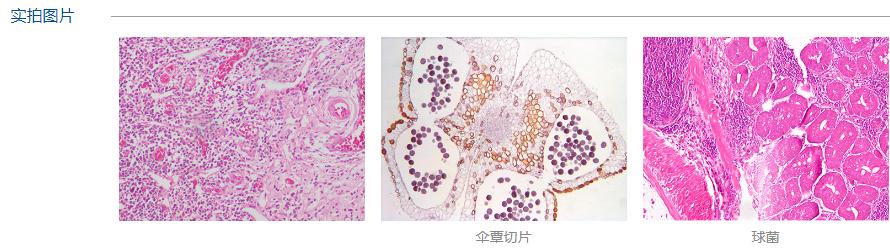 生物顯微鏡價格