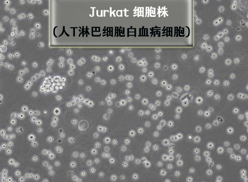 Jurkat細(xì)胞?