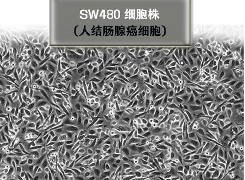 sw480細胞