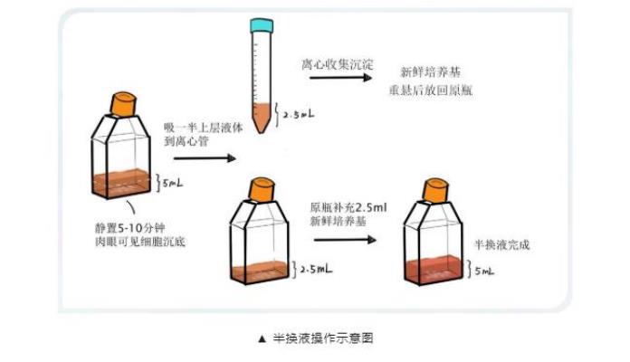 thp-1細(xì)胞培養(yǎng)