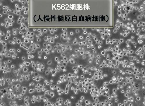 k562 細(xì)胞