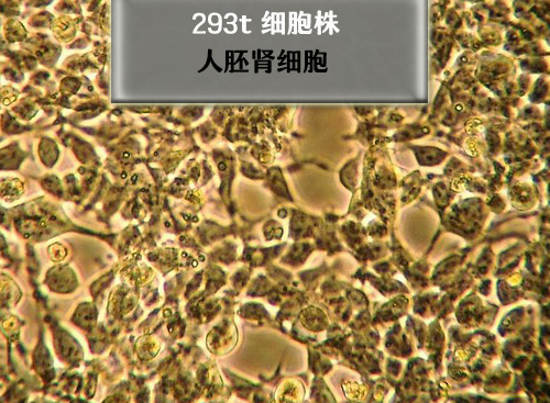 人胚腎細胞-293t細胞
