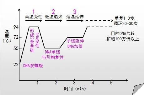 PCR擴增