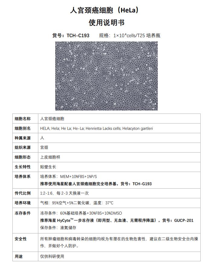 人宮頸癌細胞