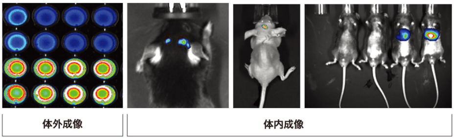 Tanon ABL-X6 動(dòng)物活體成像系統(tǒng)