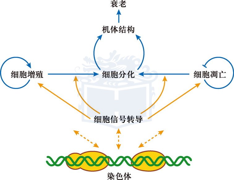 細(xì)胞分化