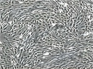 HyCyte  sd大鼠骨髓間充質(zhì)干細胞