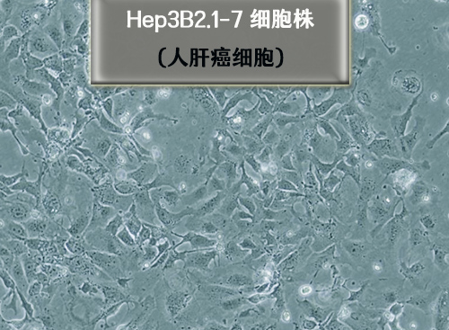 Hep3B2.1-7-人肝癌細胞