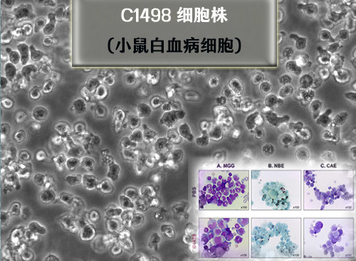 C1498細胞-小鼠白血病細胞