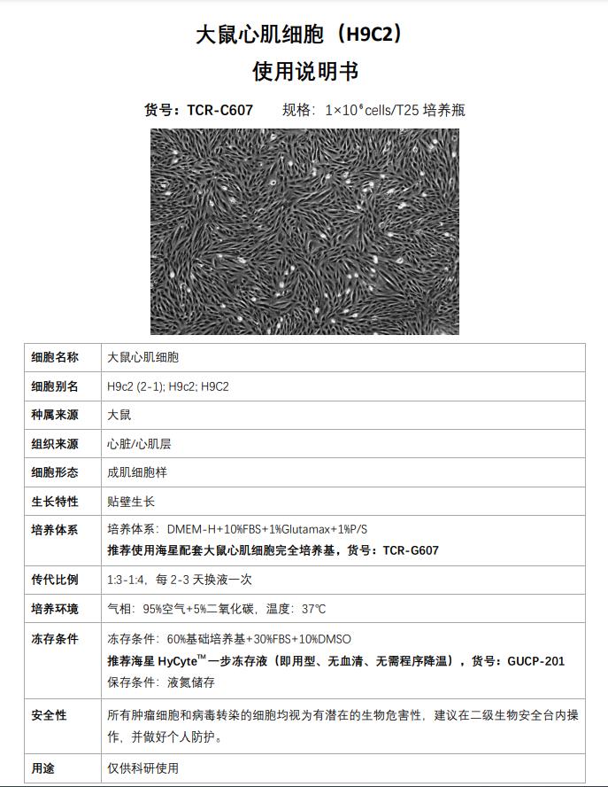 H9C2細胞