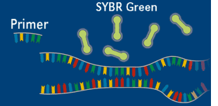 使用  <i style='color:red'>sybr</i> Green熒光染料進(jìn)行熒光定量pcr檢測(cè)