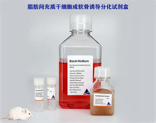 脂肪間充質(zhì)干細胞成軟骨誘導分化試劑盒