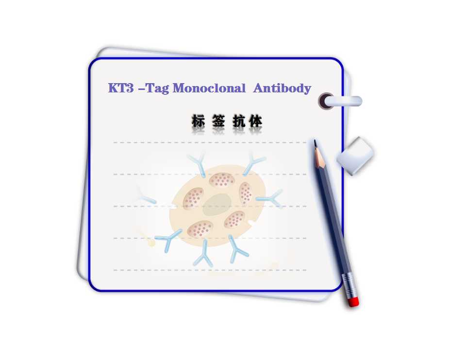 KT3-Tag Monoclonal Antibody-3D11-Tag標(biāo)簽抗體
