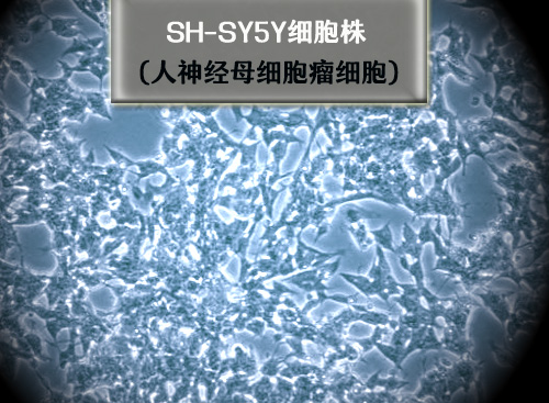shsy5y細胞