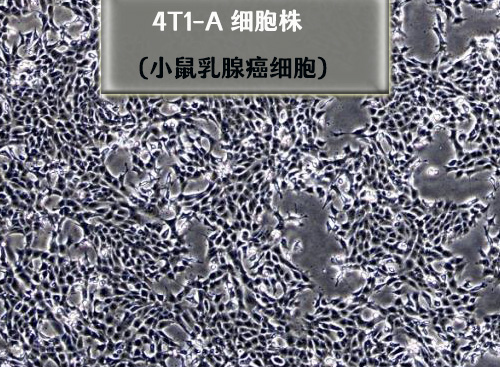 4t1?乳腺癌細胞