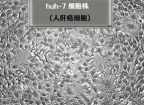 huh7細(xì)胞