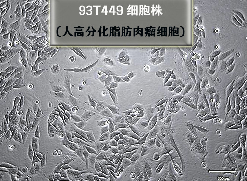 93T449細胞-人高分化脂肪肉瘤細胞?