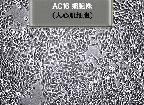 AC16細胞