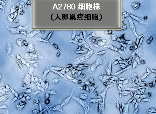 A2780細胞?