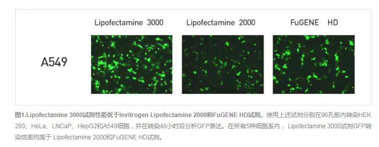 LIP3000轉染效率