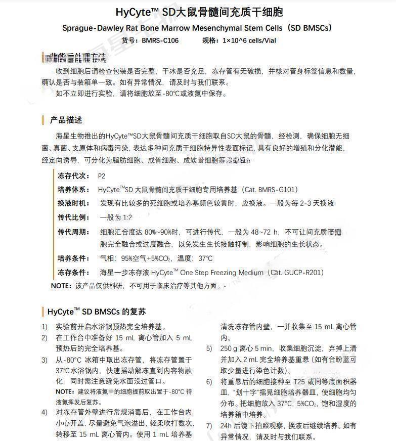 大鼠骨髓干細胞