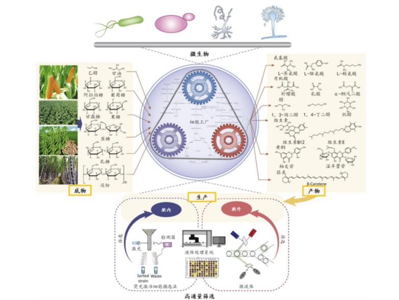 合成生物學
