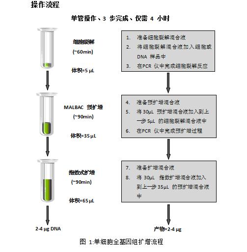 基因擴(kuò)增