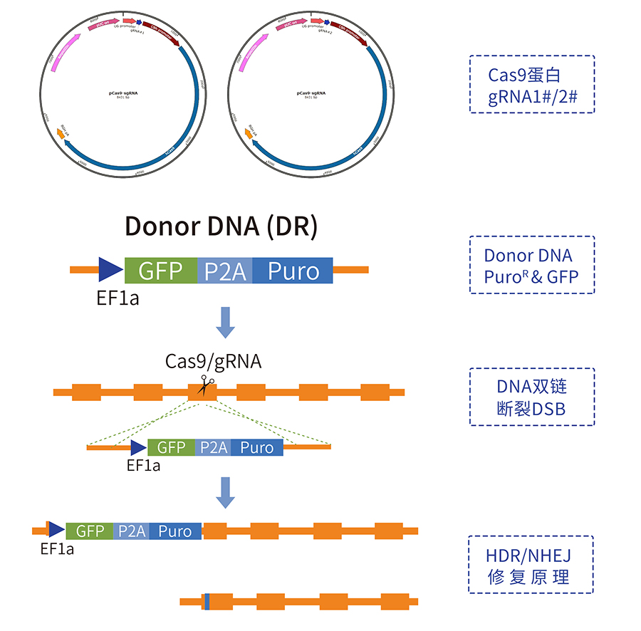 Cas9基因敲除細胞系服務(wù)