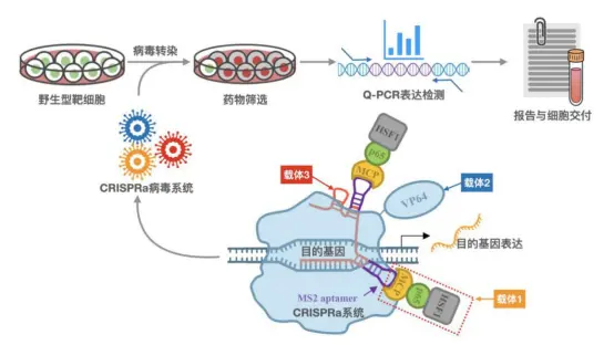 Cas9基因編輯-基因定點敲入技術服務