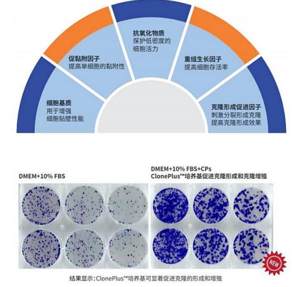 細胞增殖效果