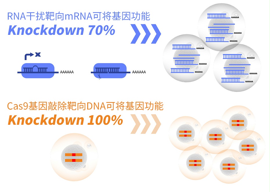 Cas9基因敲除細胞系服務