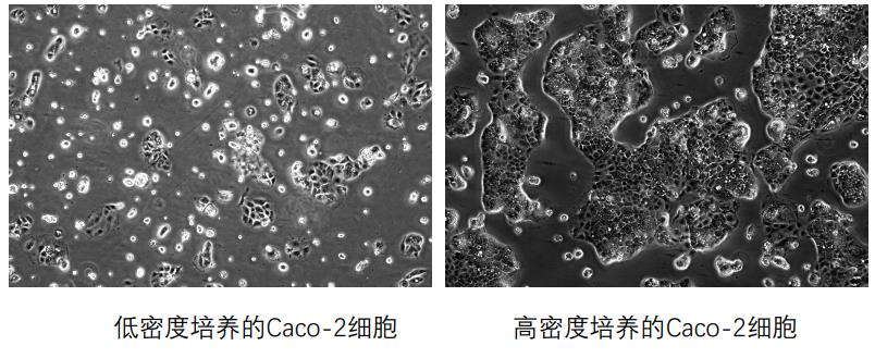 CACO2細(xì)胞