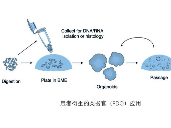 ipsc類器官-類器官PDO服務