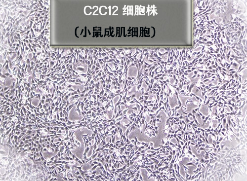 c2c12細胞-小鼠成肌細胞