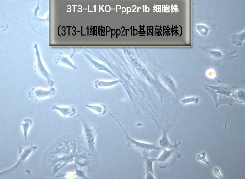 3t3-l1 細胞