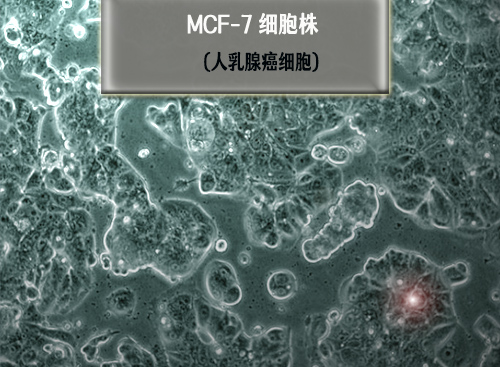 mcf7細(xì)胞