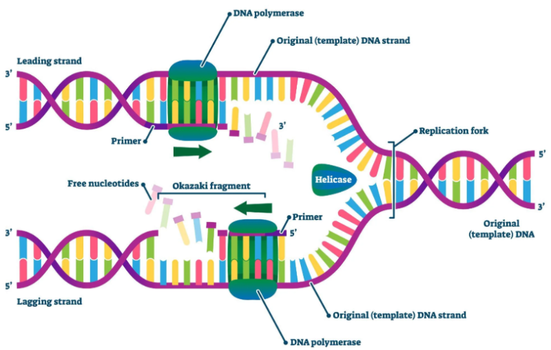 什么是<i style='color:red'>taq</i> DNA 聚合酶|熱穩(wěn)定 PCR 酶的應用及選購指南